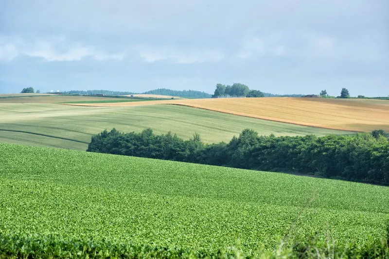 green-farmland-hills